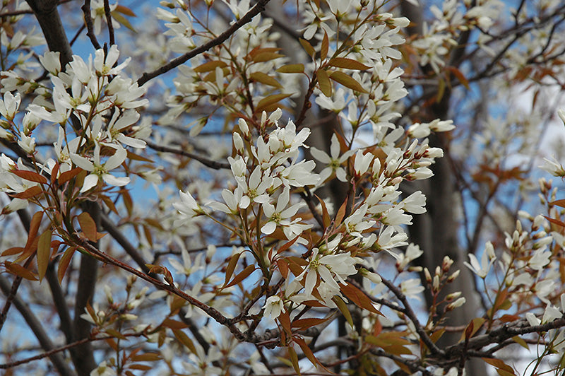 Serviceberry Autumn Brilliance Clump