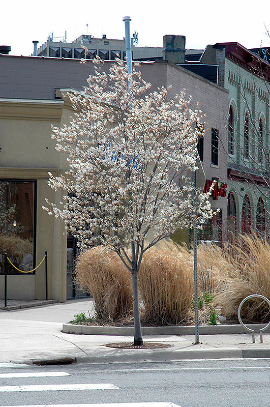 Serviceberry Autumn Brilliance Clump