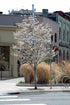 Serviceberry Autumn Brilliance Clump