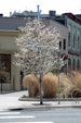 Serviceberry Autumn Brilliance Single Stem