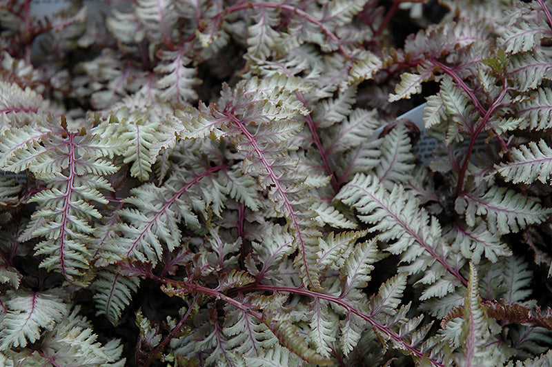 Fern Japanese Painted Regal Red