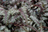 Fern Japanese Painted Regal Red