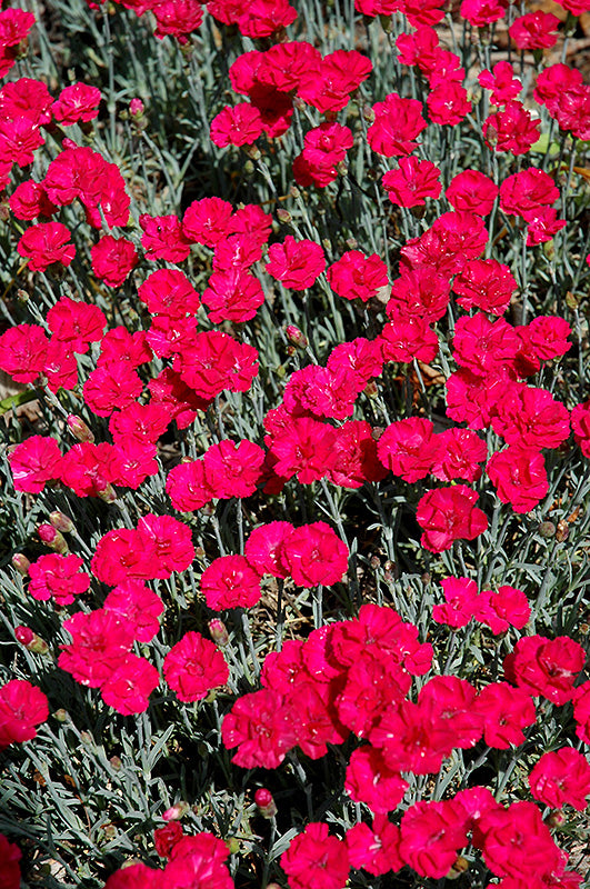 Dianthus Frosty Fire