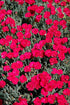 Dianthus Frosty Fire