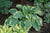 Hosta Earth Angel