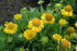 Blanketflower Mesa Yellow