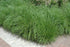 Grass Fountain Traditional