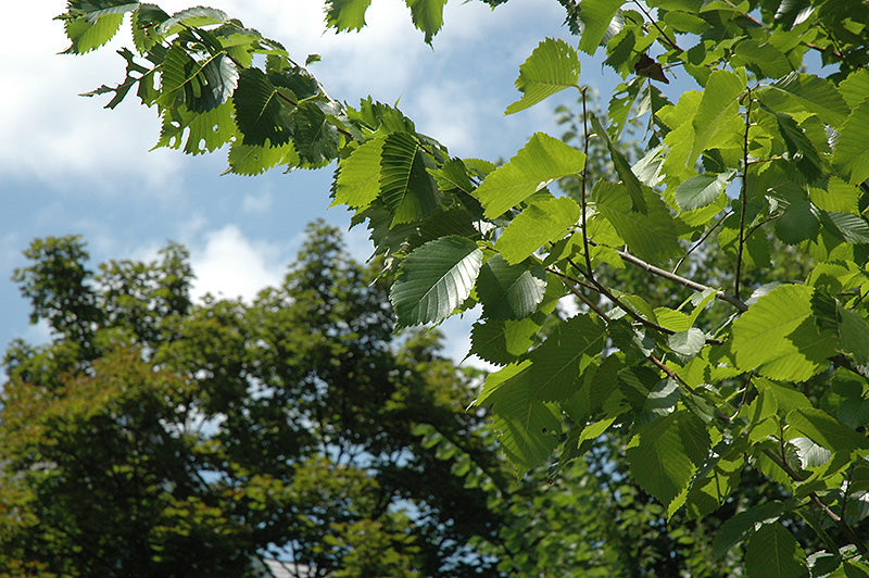 Elm American Princeton