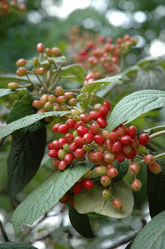 Viburnum Alleghany Leatherleaf