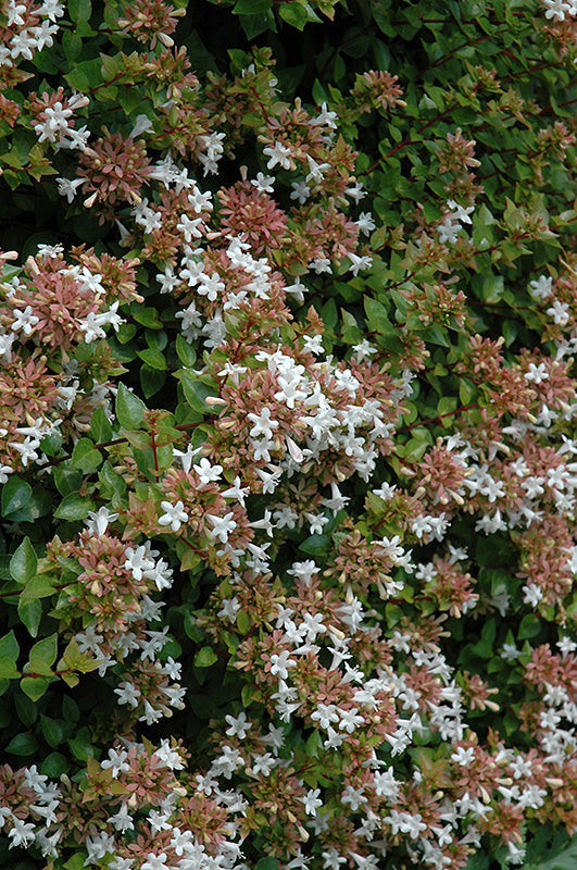 Abelia Rose Creek