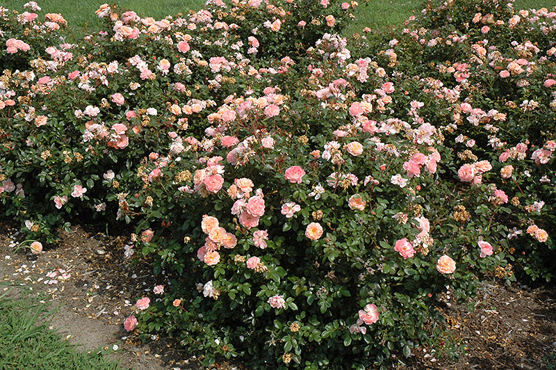 Rose Drift Apricot