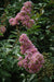 Crapemyrtle Muskogee- Lavender