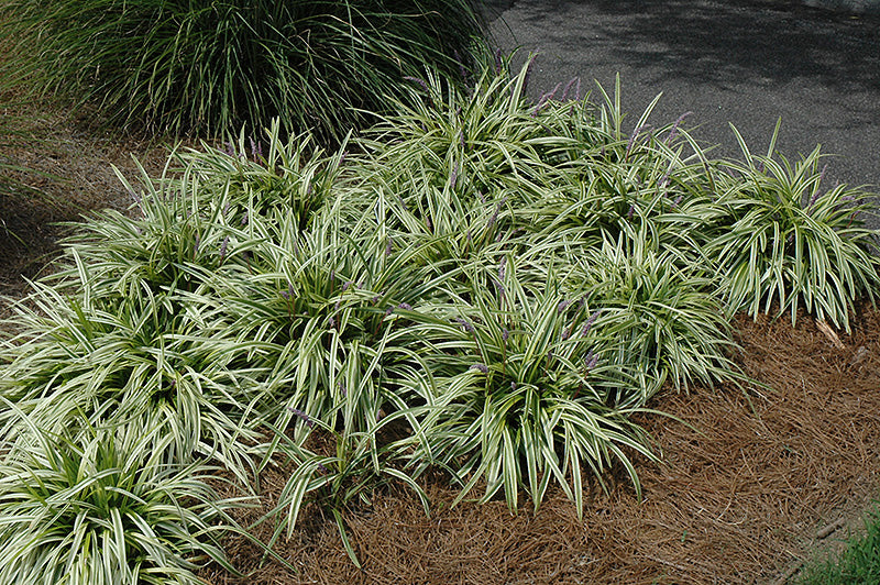 Liriope Variegated