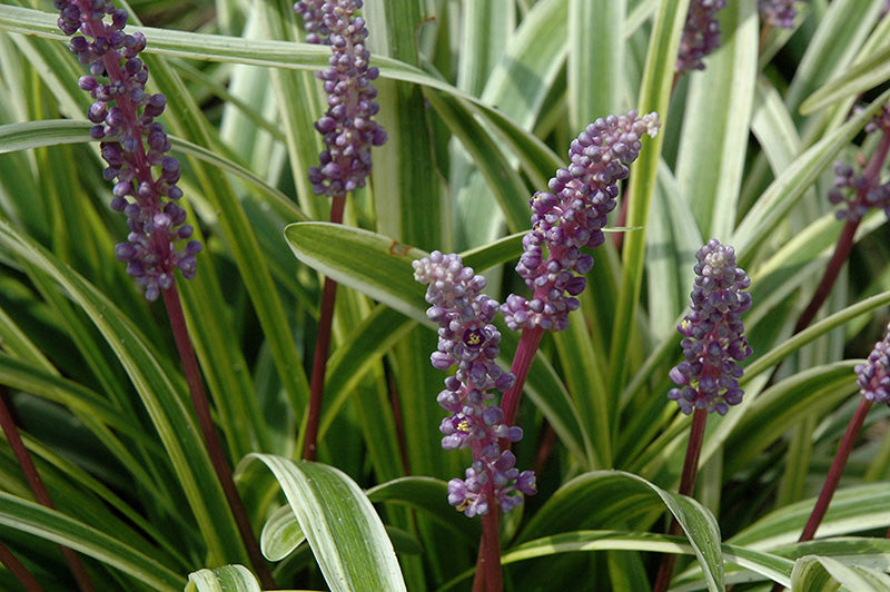 Liriope Variegated