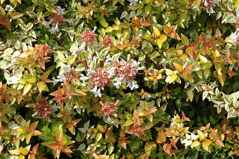 Abelia Kaleidoscope