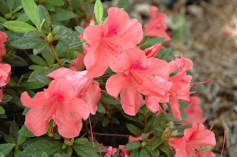 Azalea Encore® Autumn Coral®