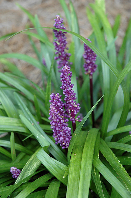 Liriope Royal Purple