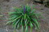 Liriope Royal Purple