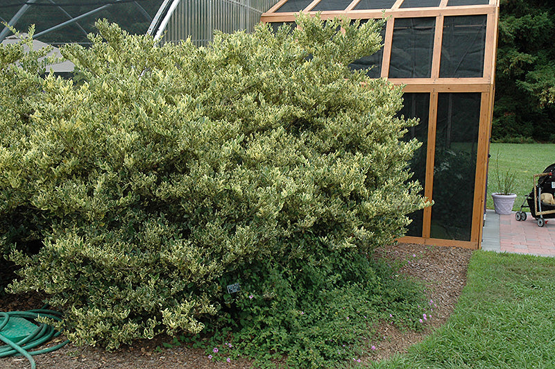 Ligustrum Jack Frost