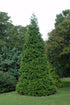 Arborvitae Green Giant