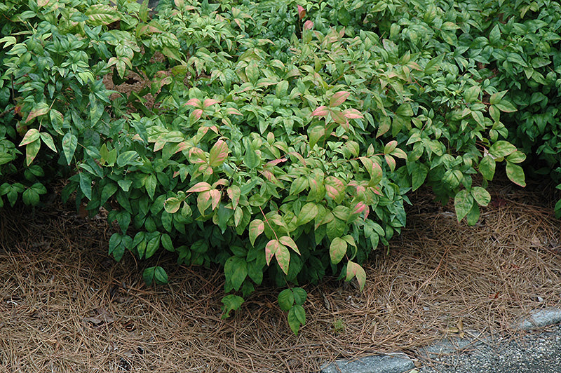 Nandina Firepower