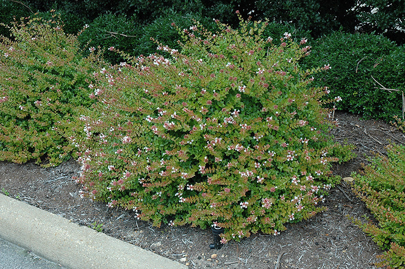 Abelia Rose Creek