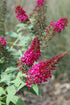 Butterfly Bush Butterfly Candy® Lil' Raspberry™