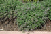 Catmint Junior Walker