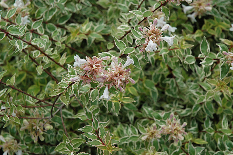 Abelia Radiance