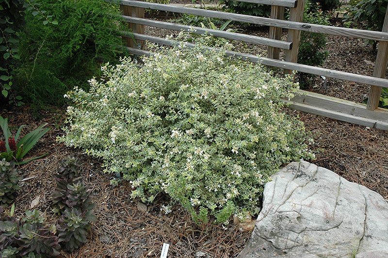 Abelia Radiance