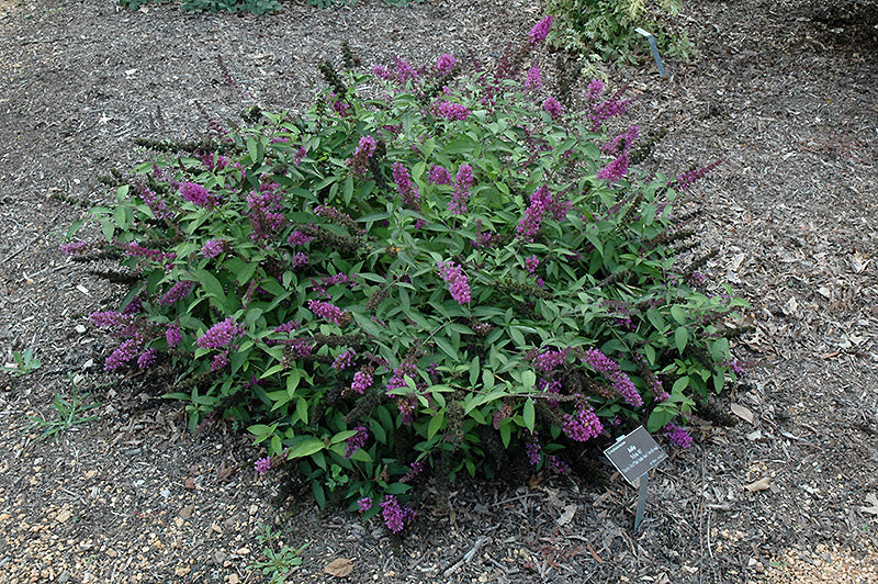 Butterfly Bush Flutterby Petite® Tuttu Frutti Pink