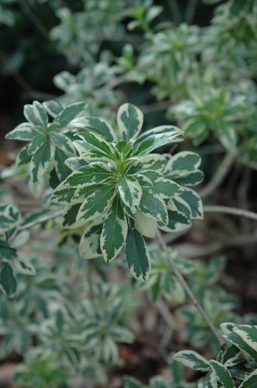 Pittosporum Variegated