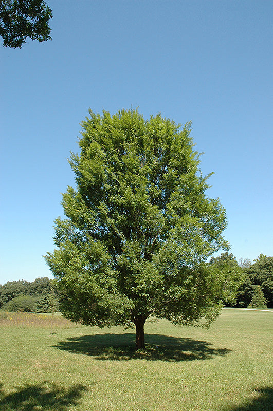 Elm Lacebark Allee®