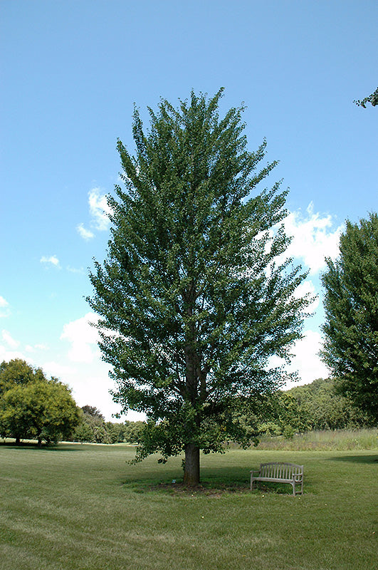 Ginkgo Princeton Sentry