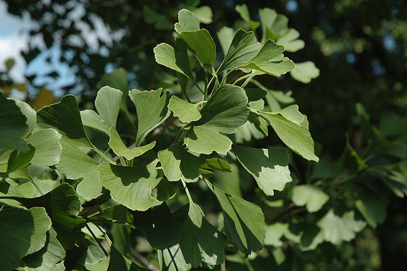 Ginkgo Princeton Sentry