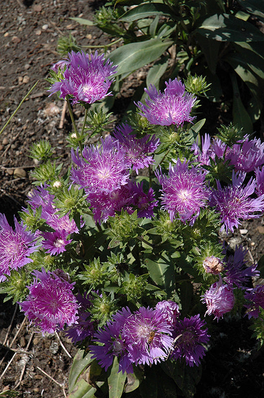 Stokesia Peachie'S Pick