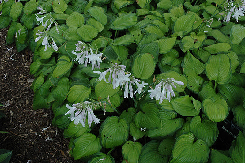 Hosta Guacamole