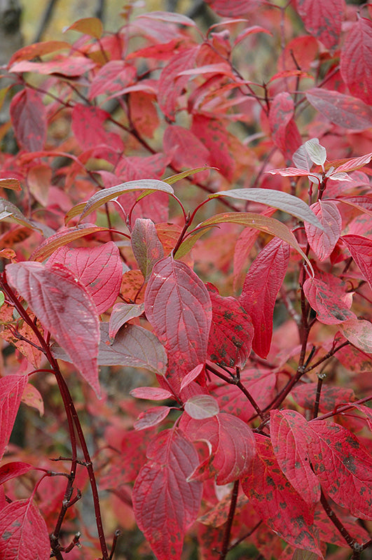 Dogwood Red Twig Red Twig