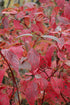 Dogwood Red Twig Red Twig