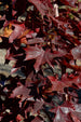 Maple Crimson Sunset®
