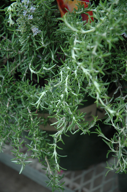 Rosemary Huntington Carpet