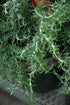 Rosemary Huntington Carpet