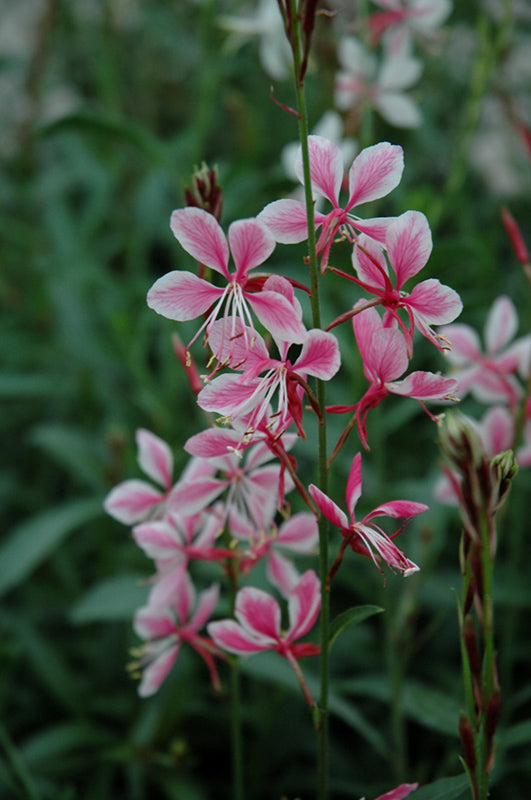 Gaura Siskiyou Pink