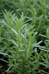 Rosemary Arp (Upright)
