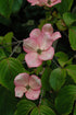 Dogwood Stellar Pink®