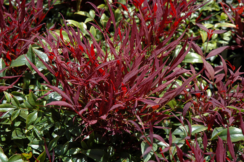 Nandina Burgundy Wine