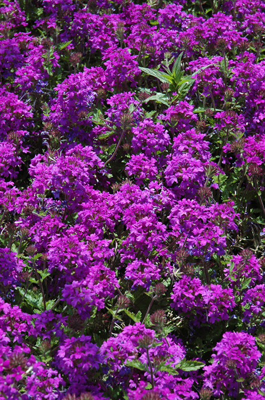 Verbena Homestead Purple