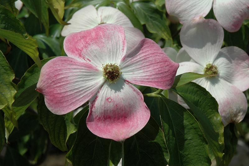 Dogwood Aurora®