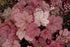 Coral Bells Georgia Peach