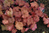 Coral Bells Southern Comfort